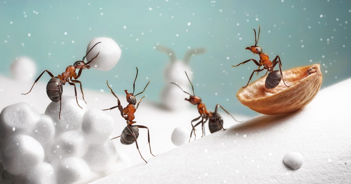 holiday pest prevention