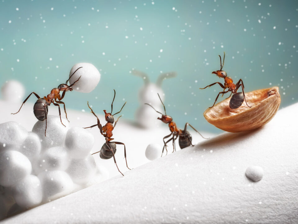 holiday pest prevention