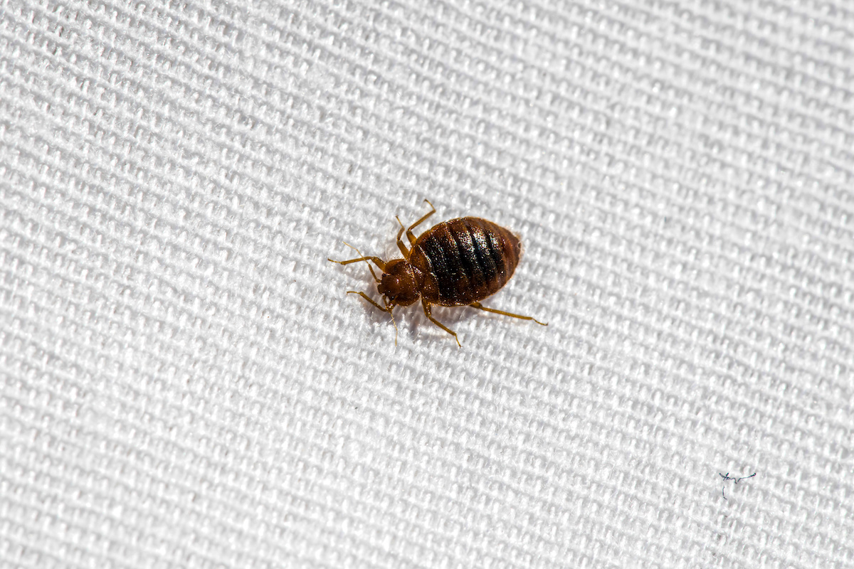 bedbug infestations