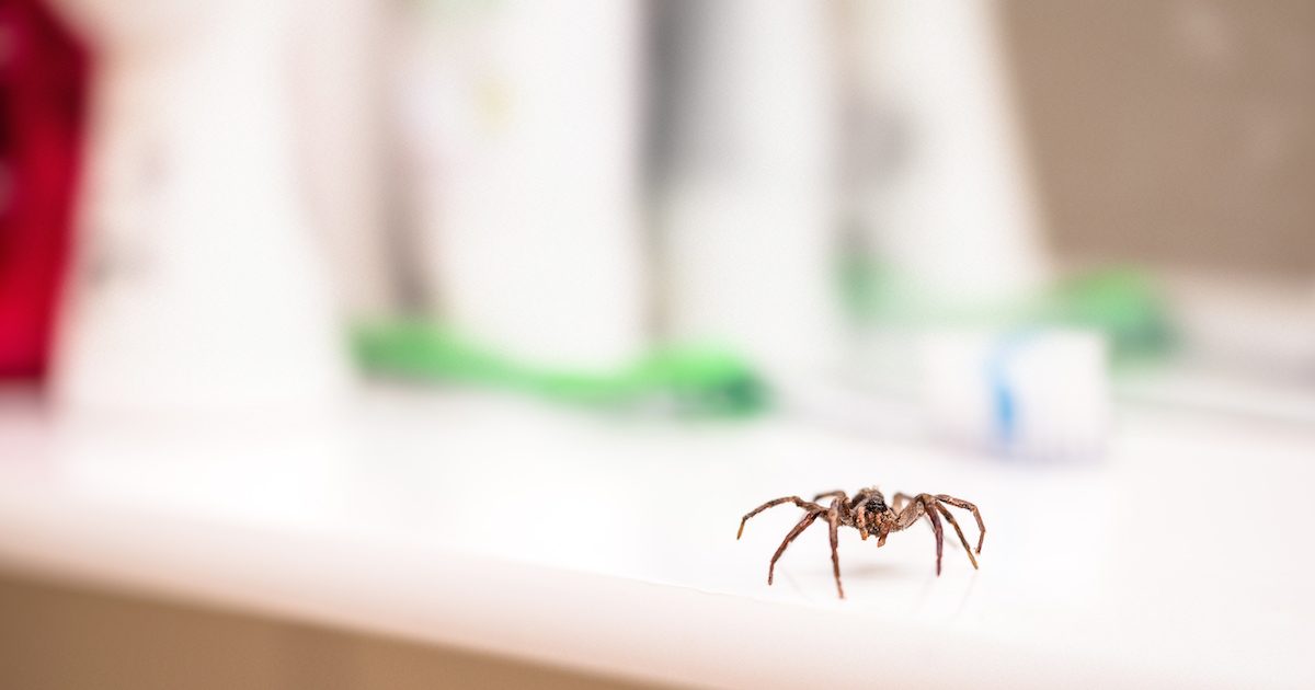 diy pest control for spiders
