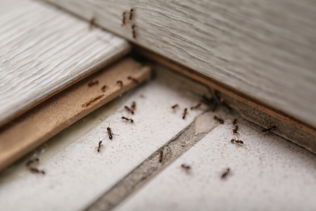 ant control in florida