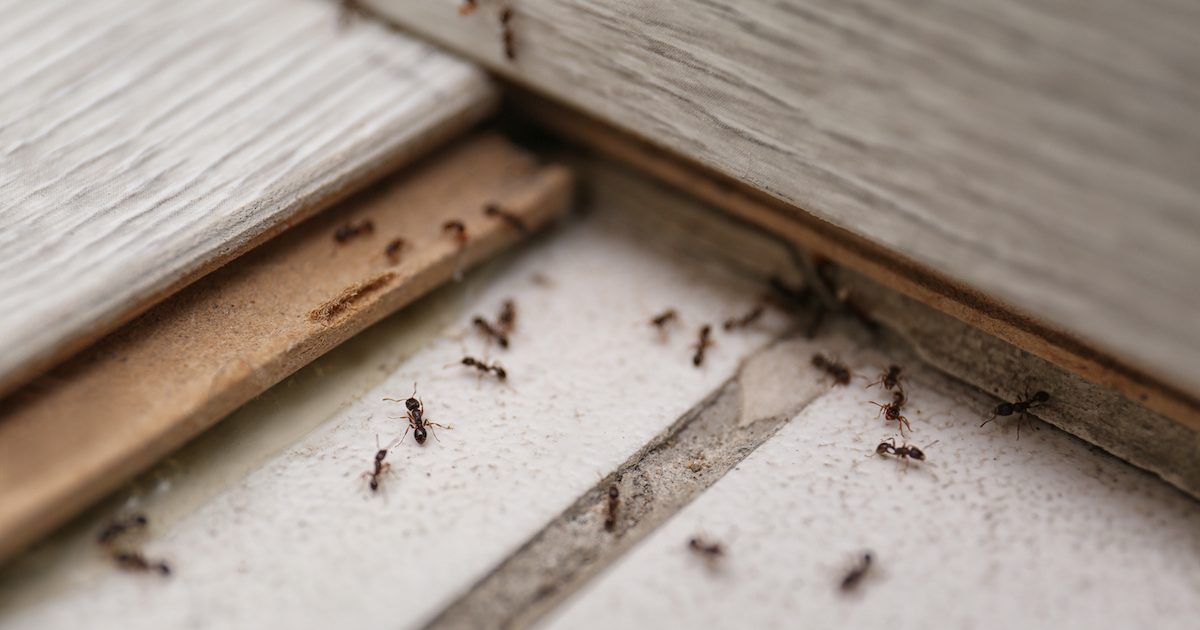 ant control in florida