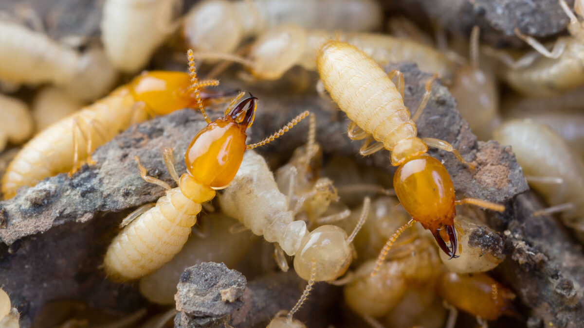termite inspections in florida
