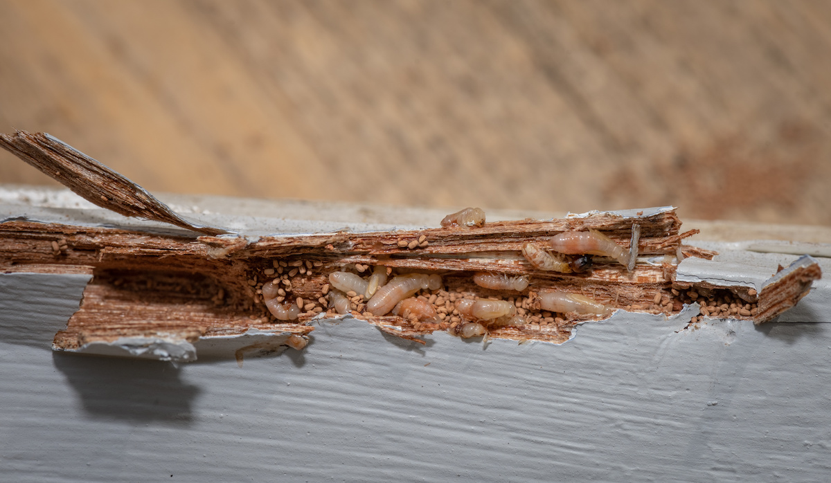 termite inspections in florida