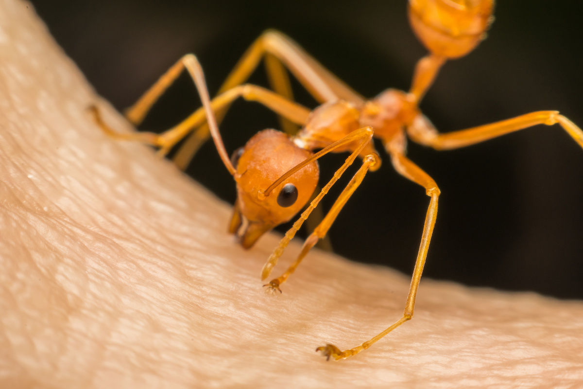 fire ant control in florida