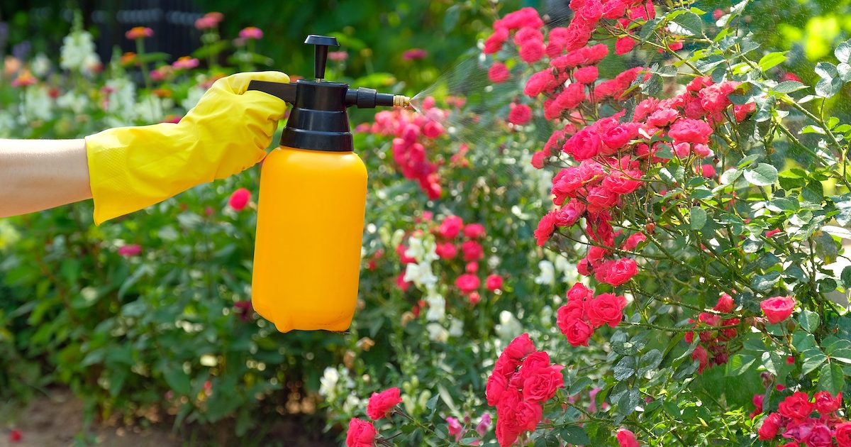 garden pest control tips