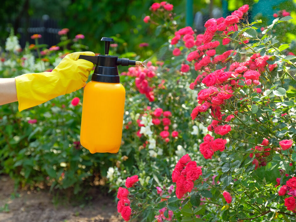 garden pest control tips