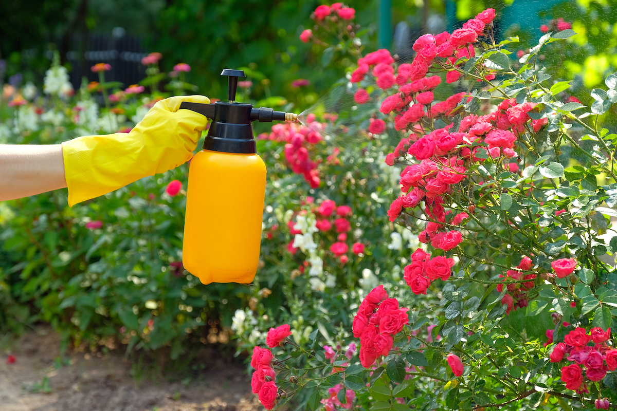 Garden Pest Control Tips for Florida Plant Lovers 