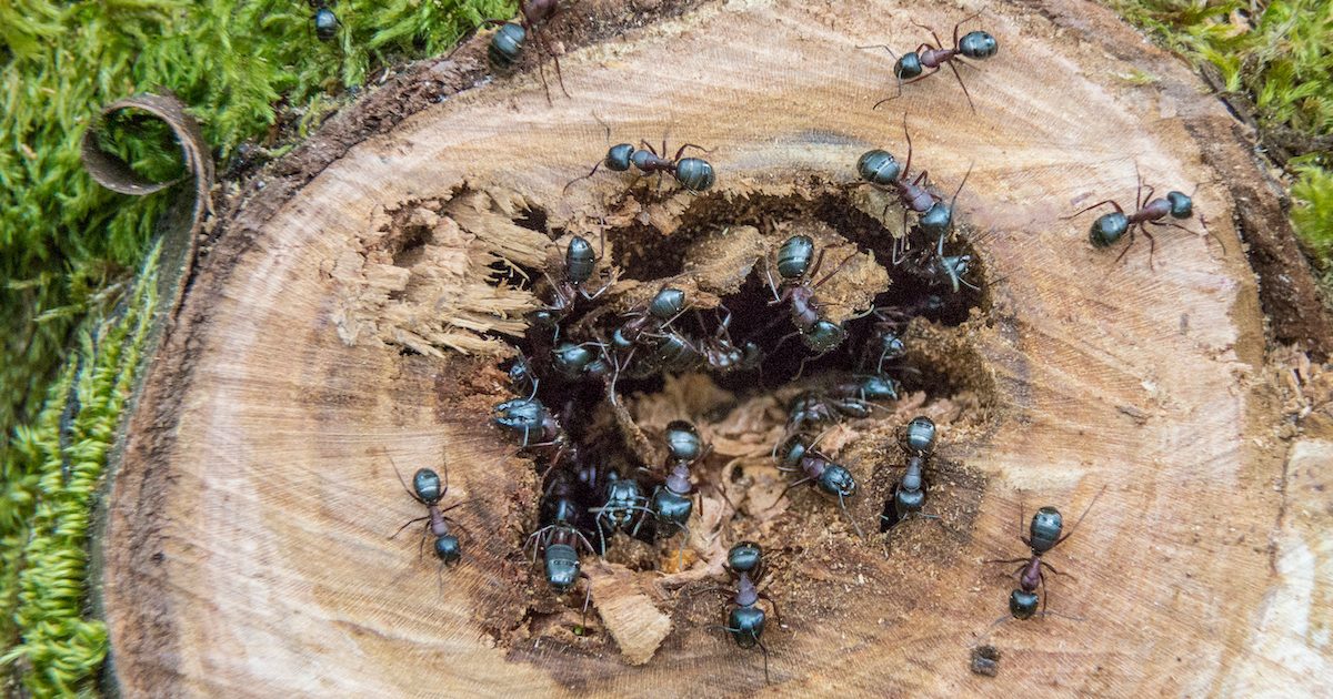 carpenter ant swarms