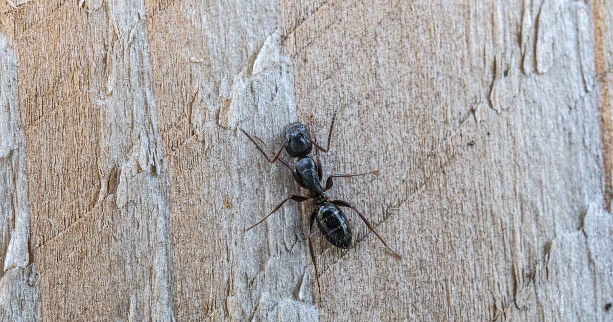 carpenter ant swarms