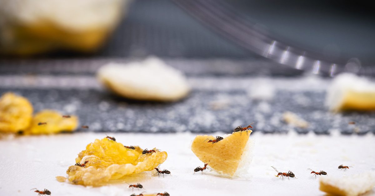 how to get rid of ants in your apartment