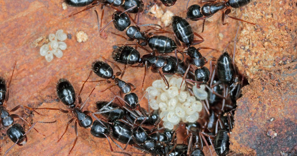 carpenter ant swarms