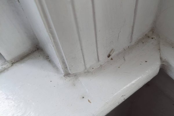 Termite Damage  .MP