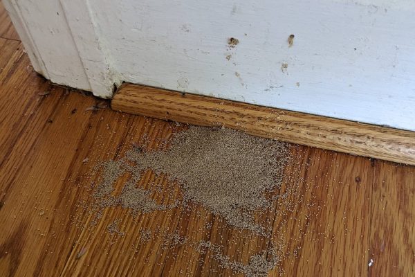Termite Damage  