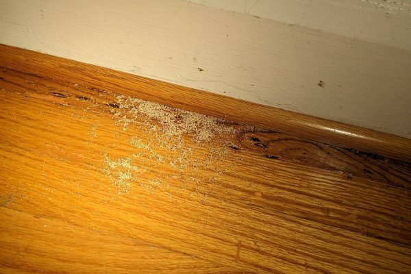Termite Damage  