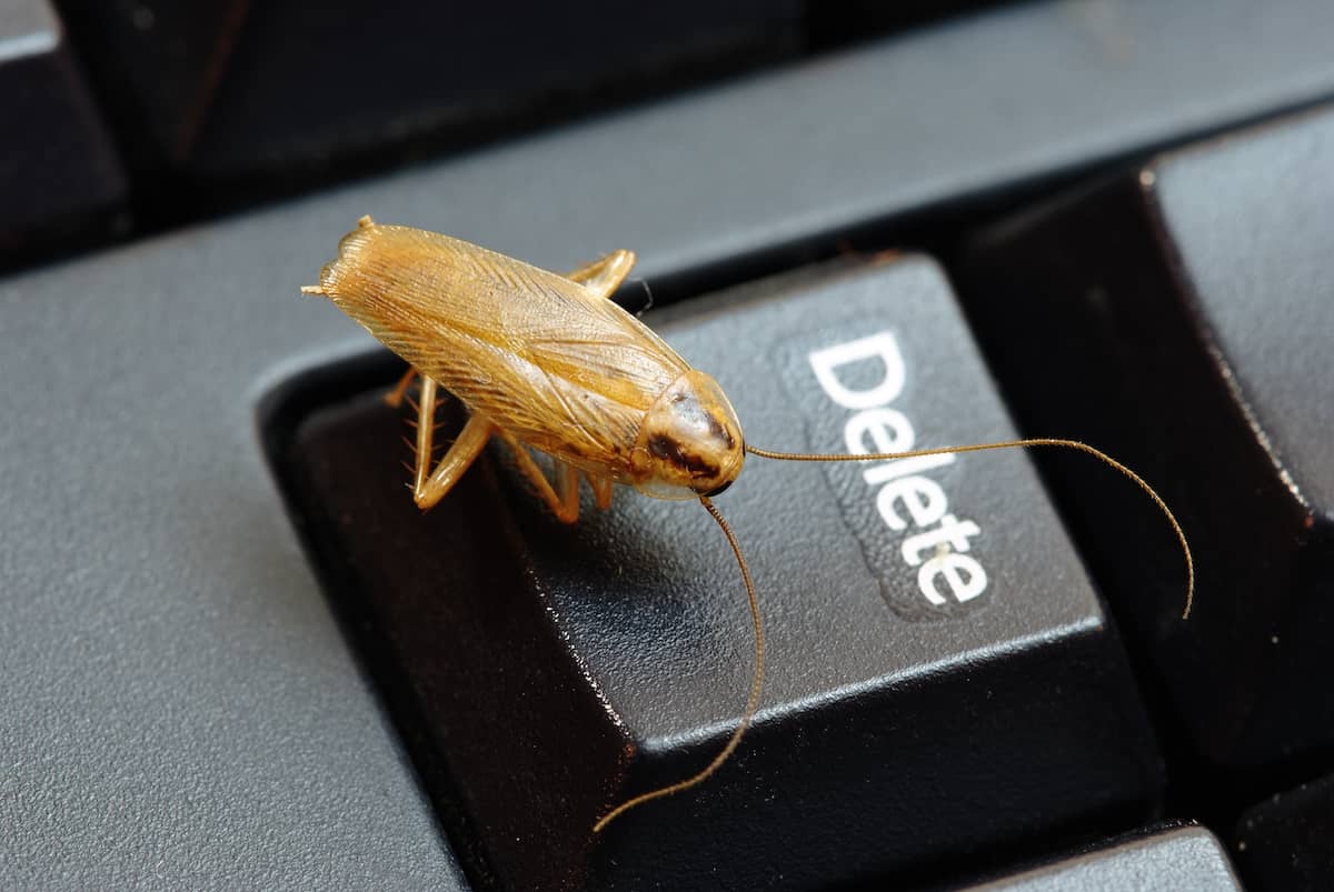 german cockroch on keyboard