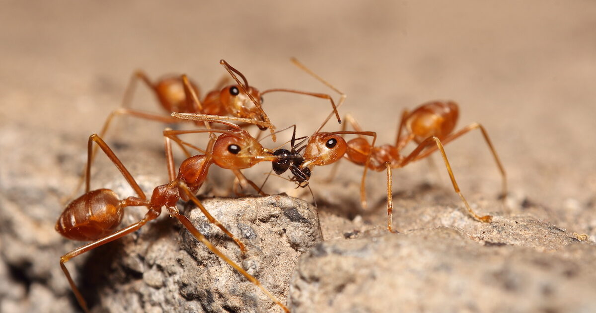 most dangerous ants in florida