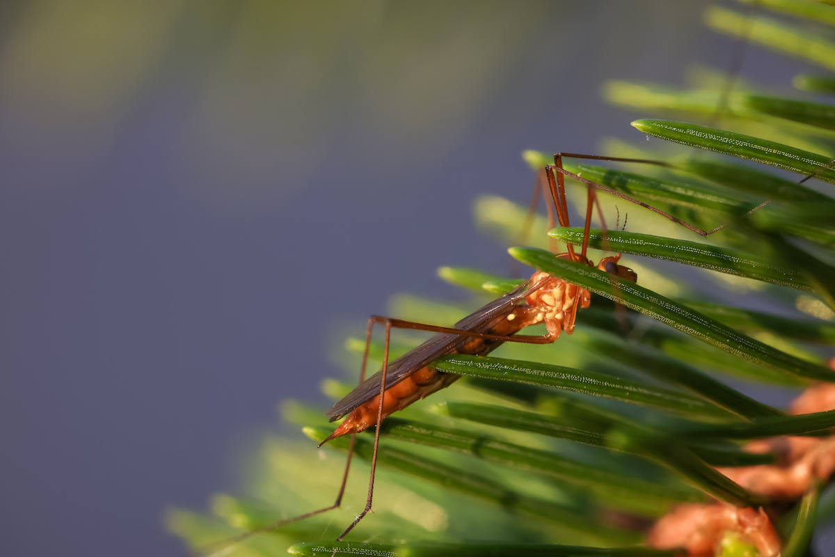 bugs in your christmas tree