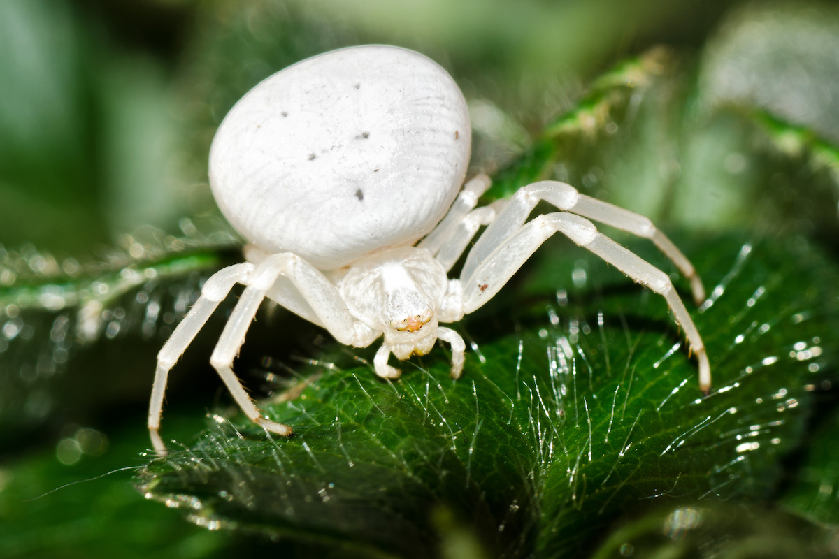 crab spider on leaf