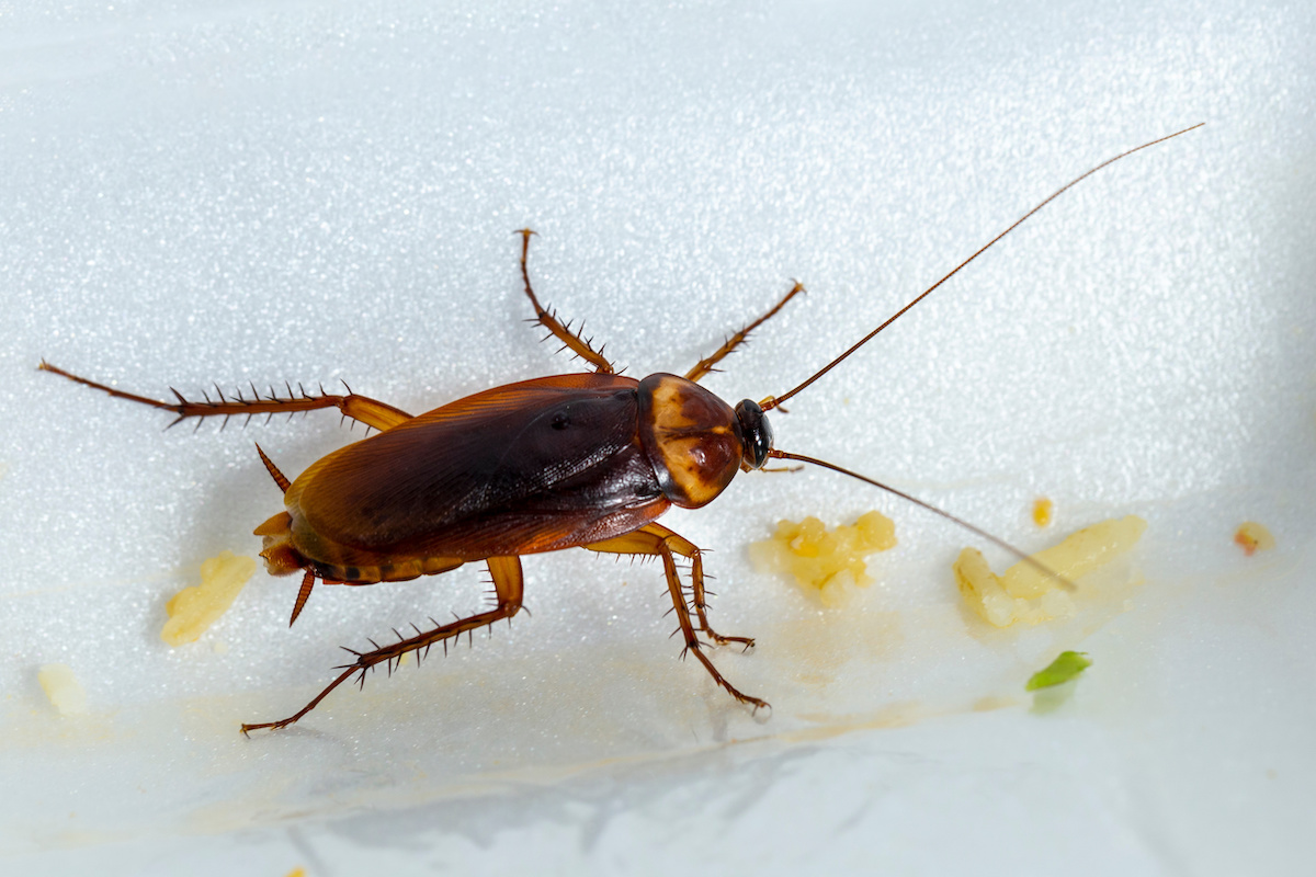 The Best Cockroach Killers in 2019 - How to Make Cockroach Traps