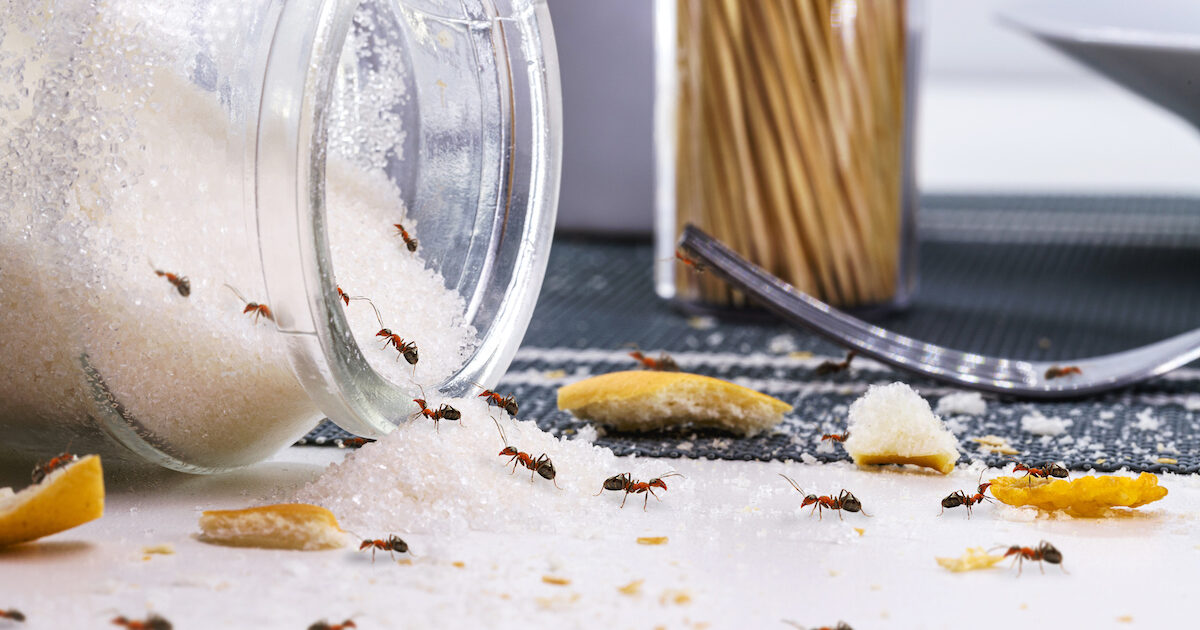 sugar ant infestations