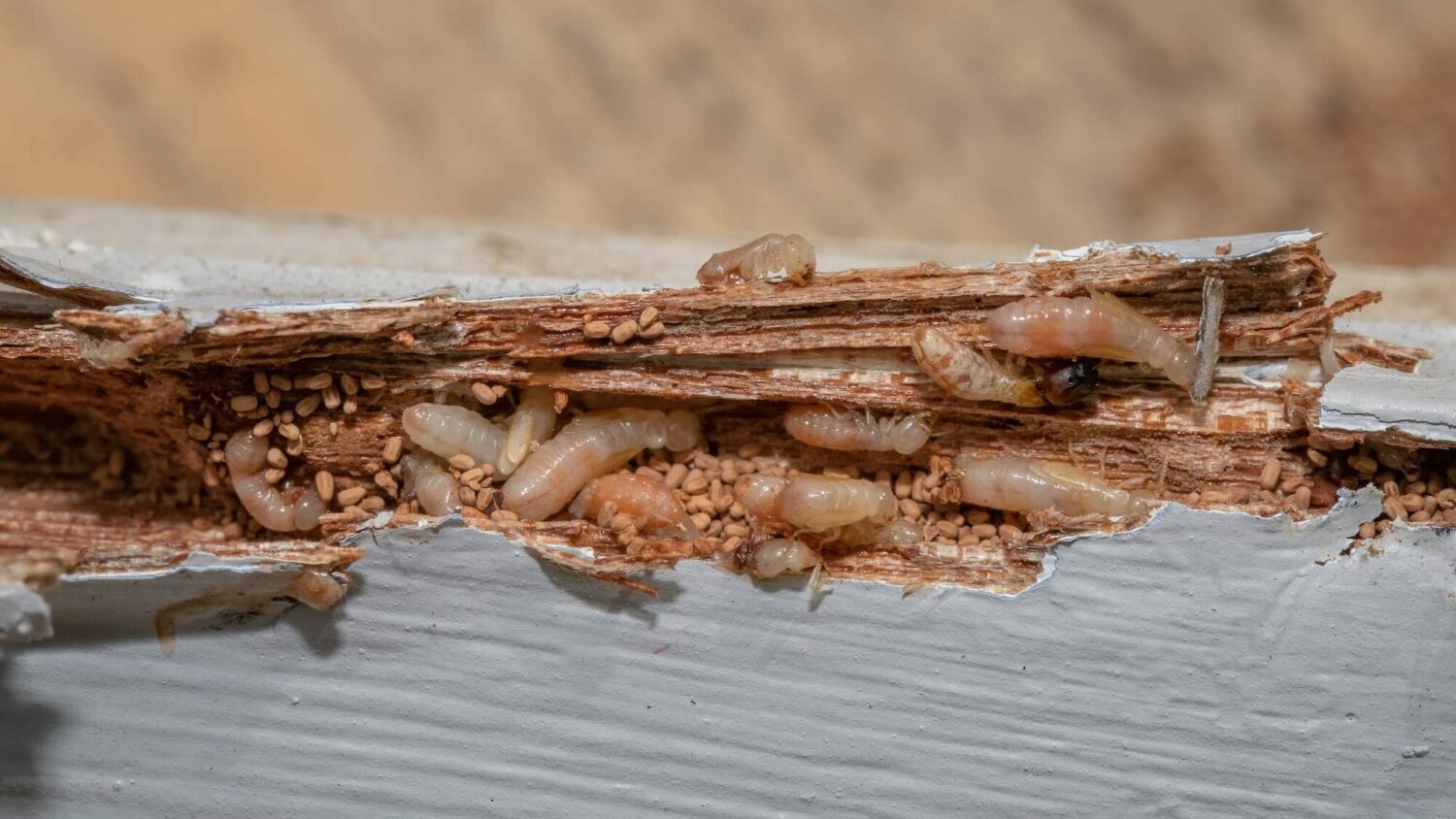 Drywood termites