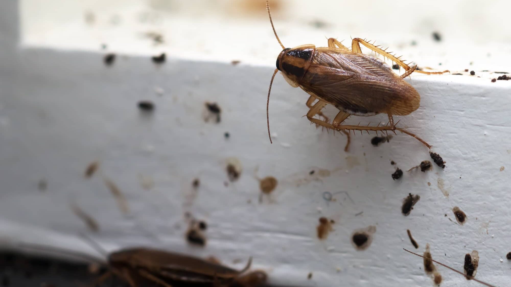 cockroach inside a home