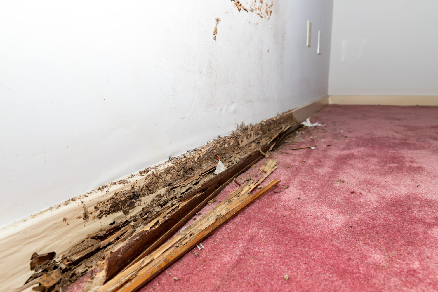 termite damage