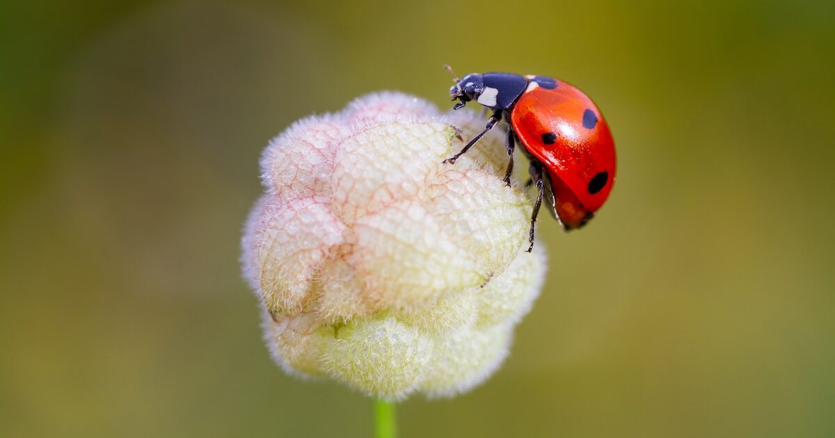 convergent lady beetles in florida