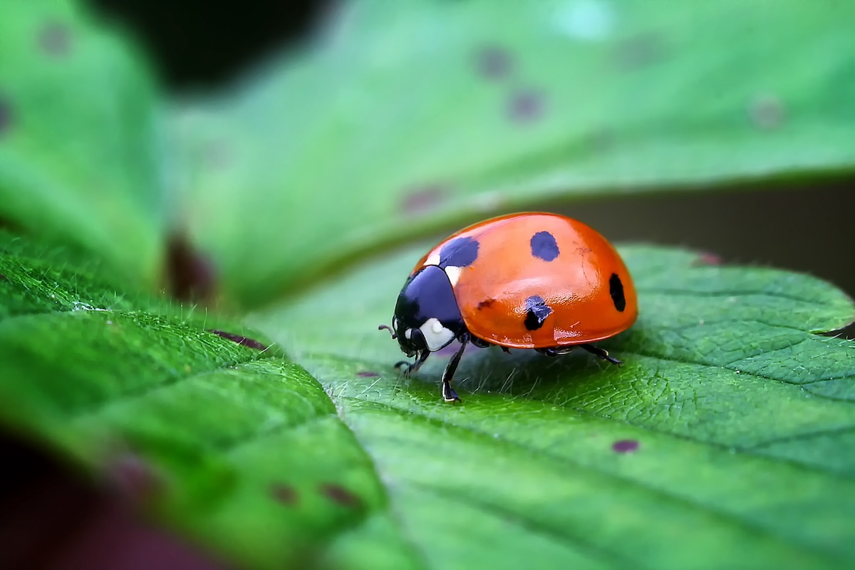 lady beetle