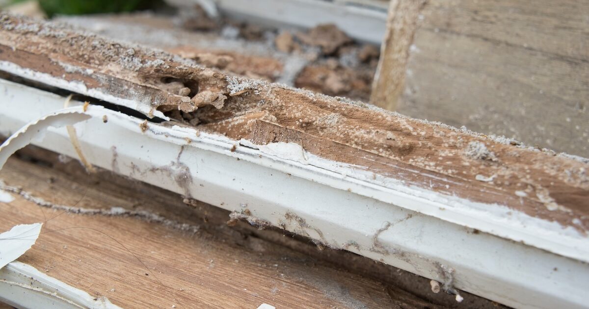 best treatments for subterranean termites