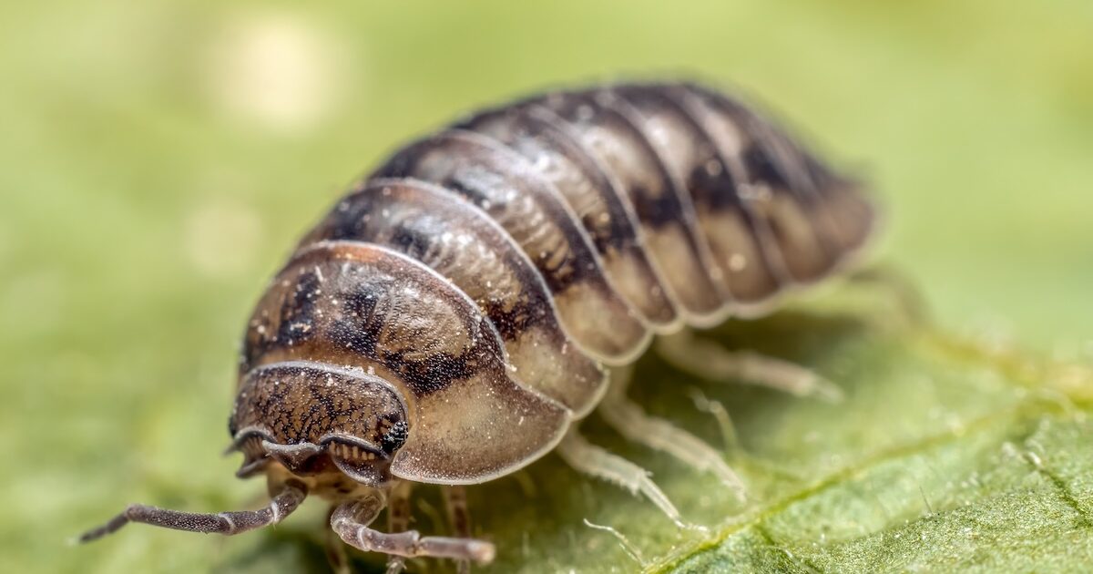 why am i getting pill bugs in my house